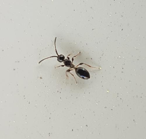 Aneuropria foersteri